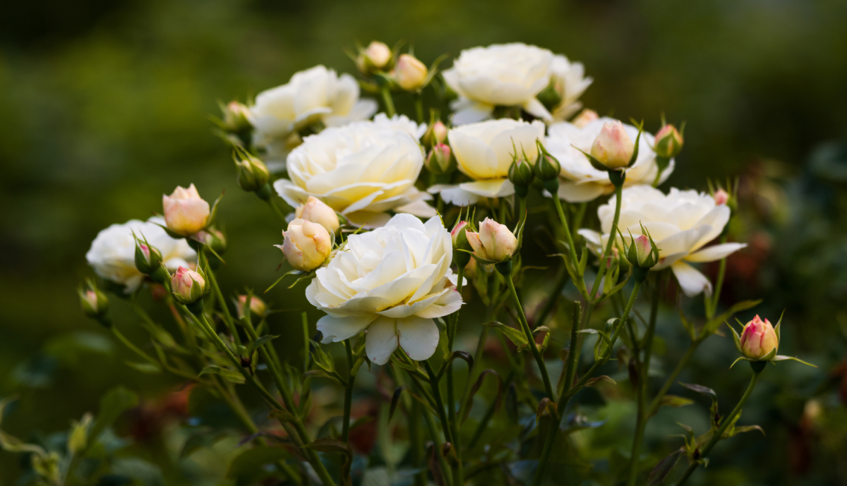 White roses blooming in a garden setting.