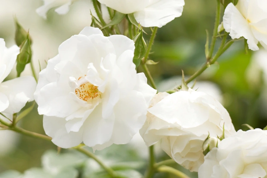 Direct Cremation-Journey Cremations