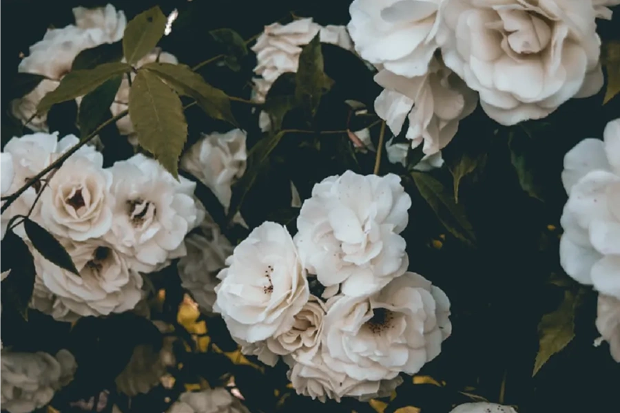 Funeral Homes-Journey Cremations