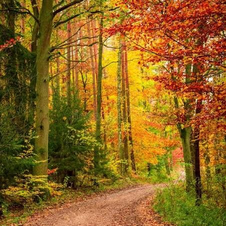 Fall path